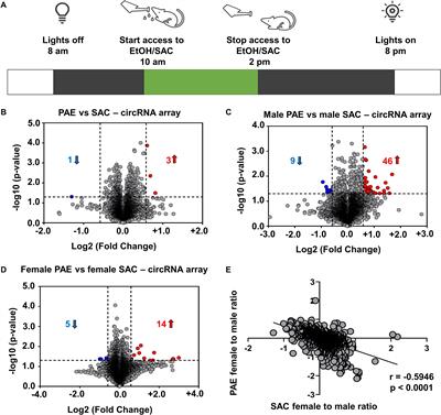 Prenatal Alcohol Exposure Results in Sex-Specific Alterations in Circular RNA Expression in the Developing Mouse Brain